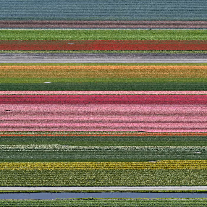 hoa tulip det tham trai dai tit tap o ha lan