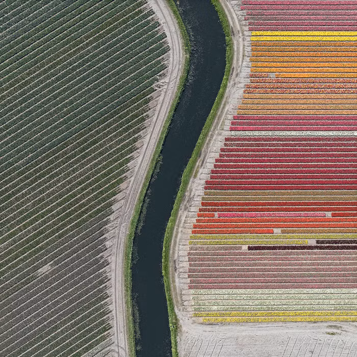 hoa tulip det tham trai dai tit tap o ha lan