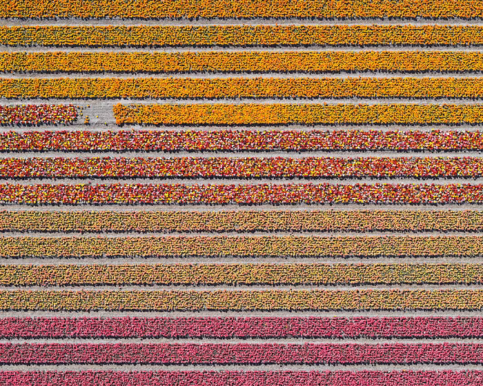 hoa tulip det tham trai dai tit tap o ha lan