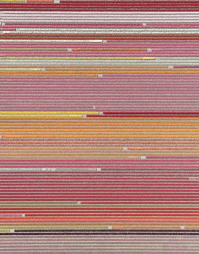 hoa tulip det tham trai dai tit tap o ha lan