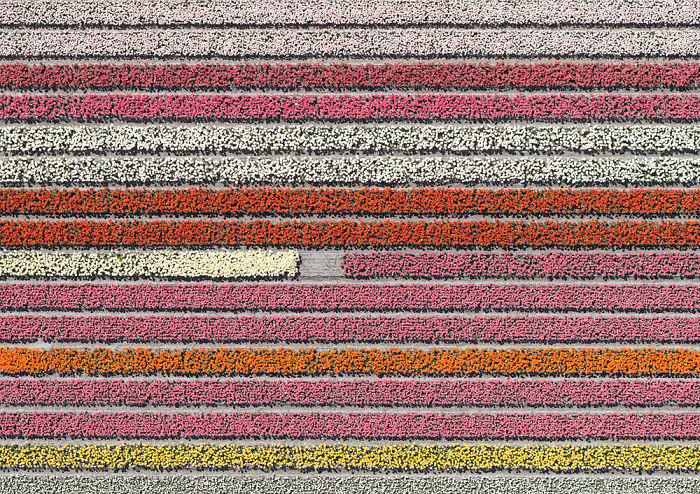 hoa tulip det tham trai dai tit tap o ha lan