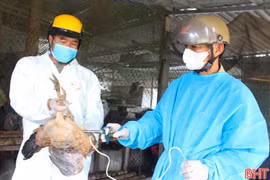Tập trung tiêm phòng vắc-xin gia súc, gia cầm, phòng chống dịch bệnh cuối năm