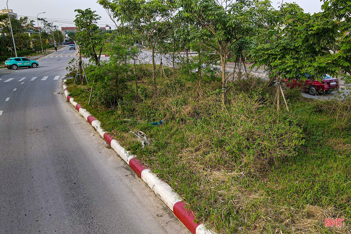 bqbht_br_adji-0700.jpg