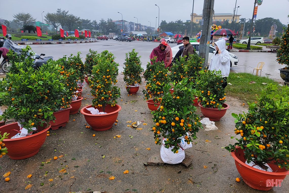 Đào, quất chiều 30 tết: Xả hàng vẫn vắng người mua!