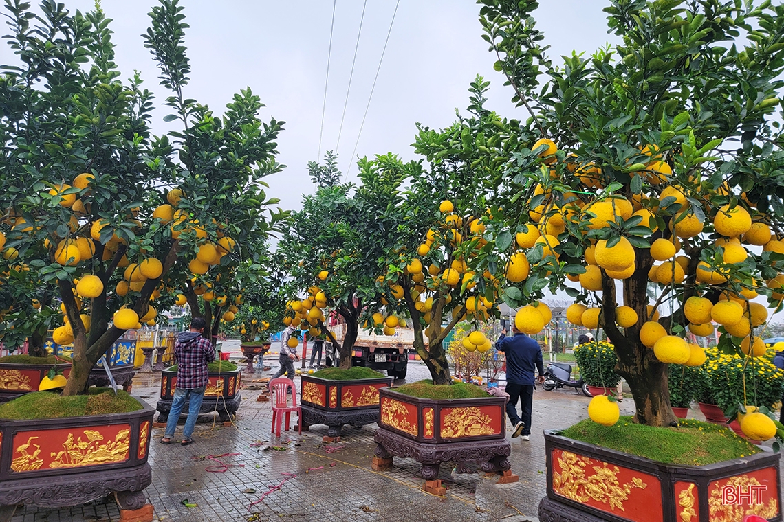 Đào, quất chiều 30 tết: Xả hàng vẫn vắng người mua!