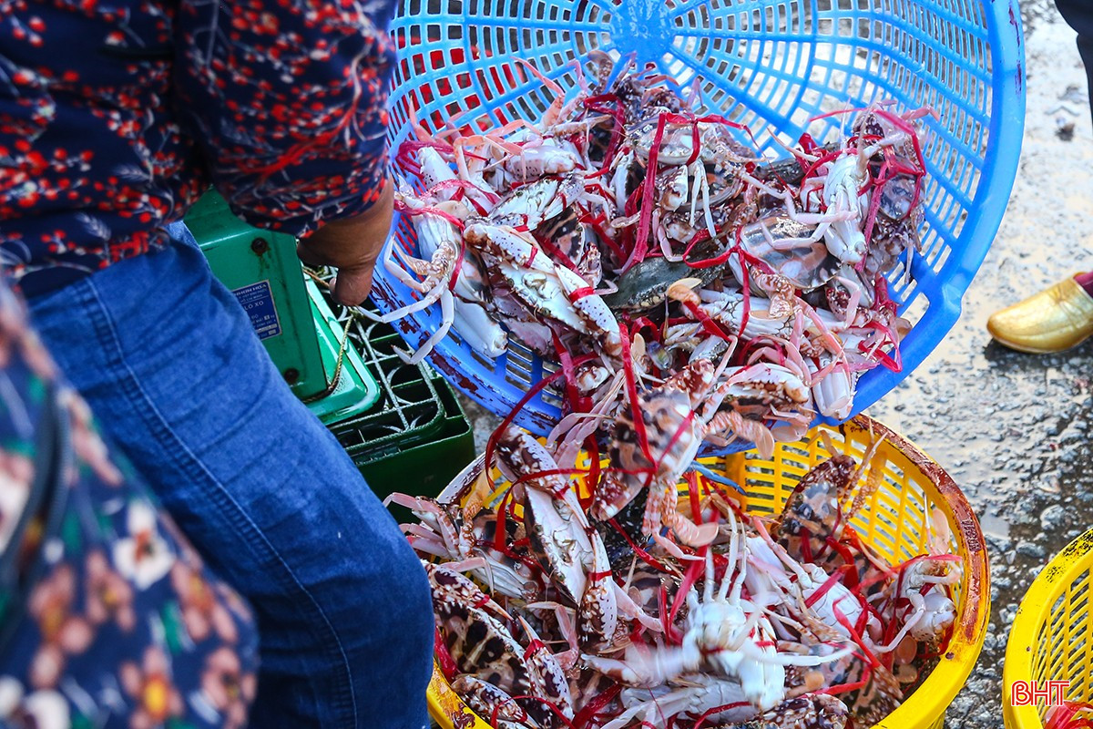 Những mẻ hải sản tươi ngon được tiểu thương nhanh tay thu mua tại cảng.