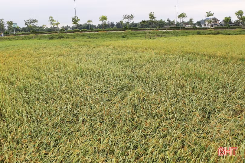 Hàng nghìn ha lúa xuân đổ rạp, nông dân Hà Tĩnh vừa mất của lại thêm công