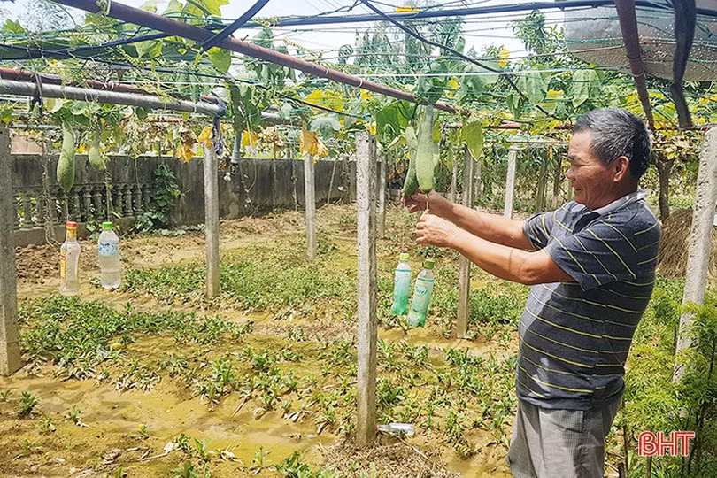 Xót xa cảnh những vườn cam ngon nức tiếng Hà Tĩnh mai một
