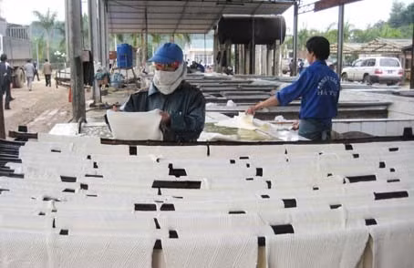 ... và sản lượng mủ chế biến đạt 2.334 tấn
