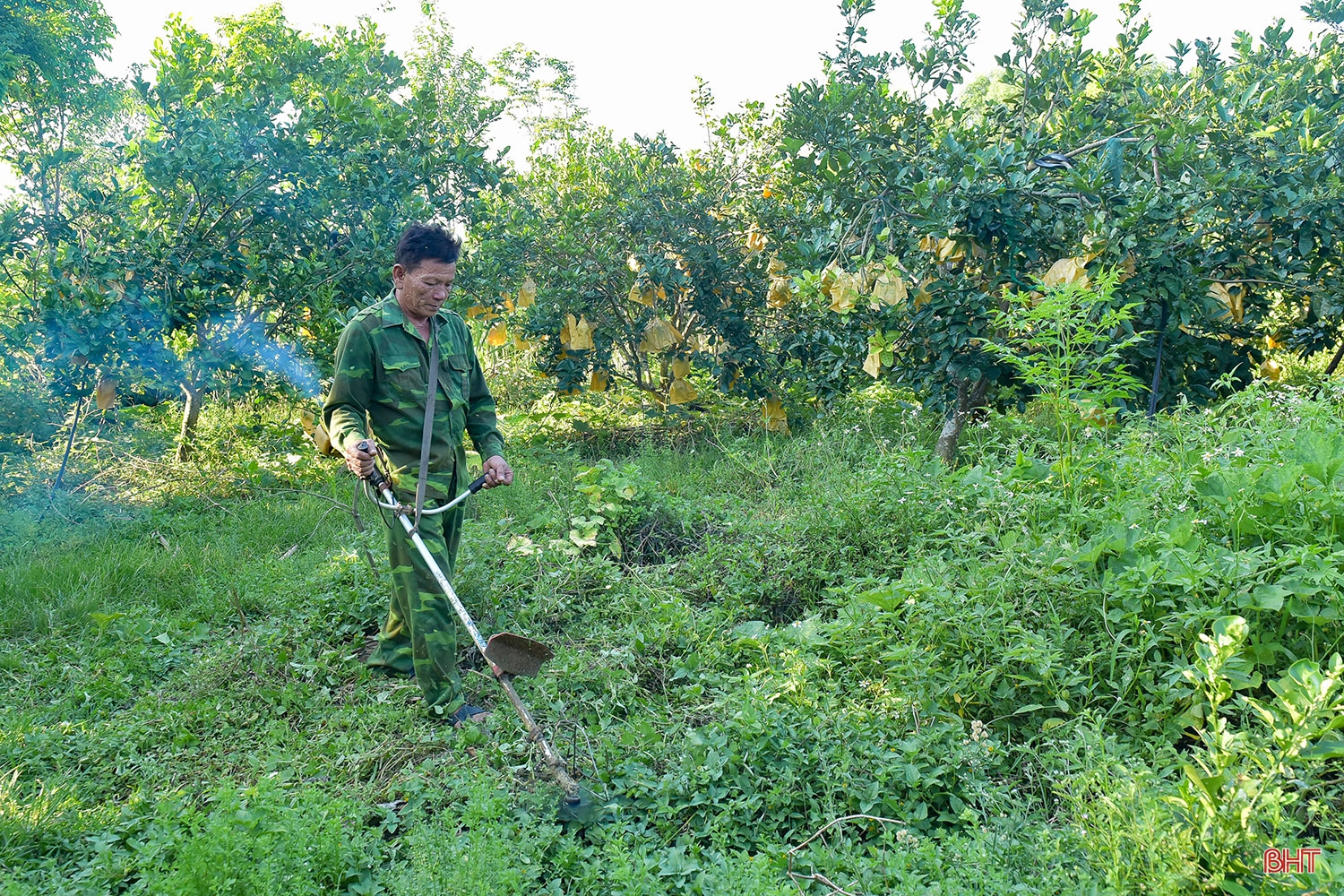 Chuyện lão nông trồng bưởi thuận thiên, cho cây “ăn” cá