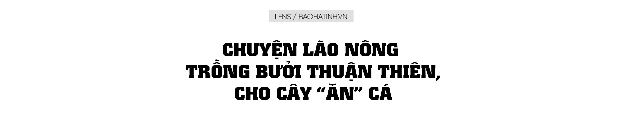 Chuyện lão nông trồng bưởi thuận thiên, cho cây “ăn” cá