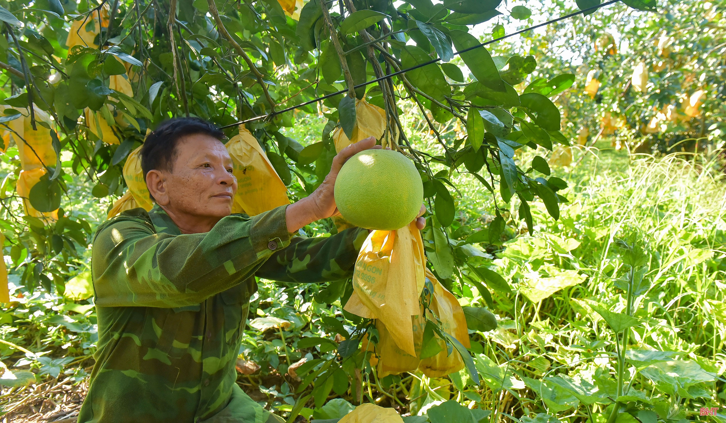 Chuyện lão nông trồng bưởi thuận thiên, cho cây “ăn” cá