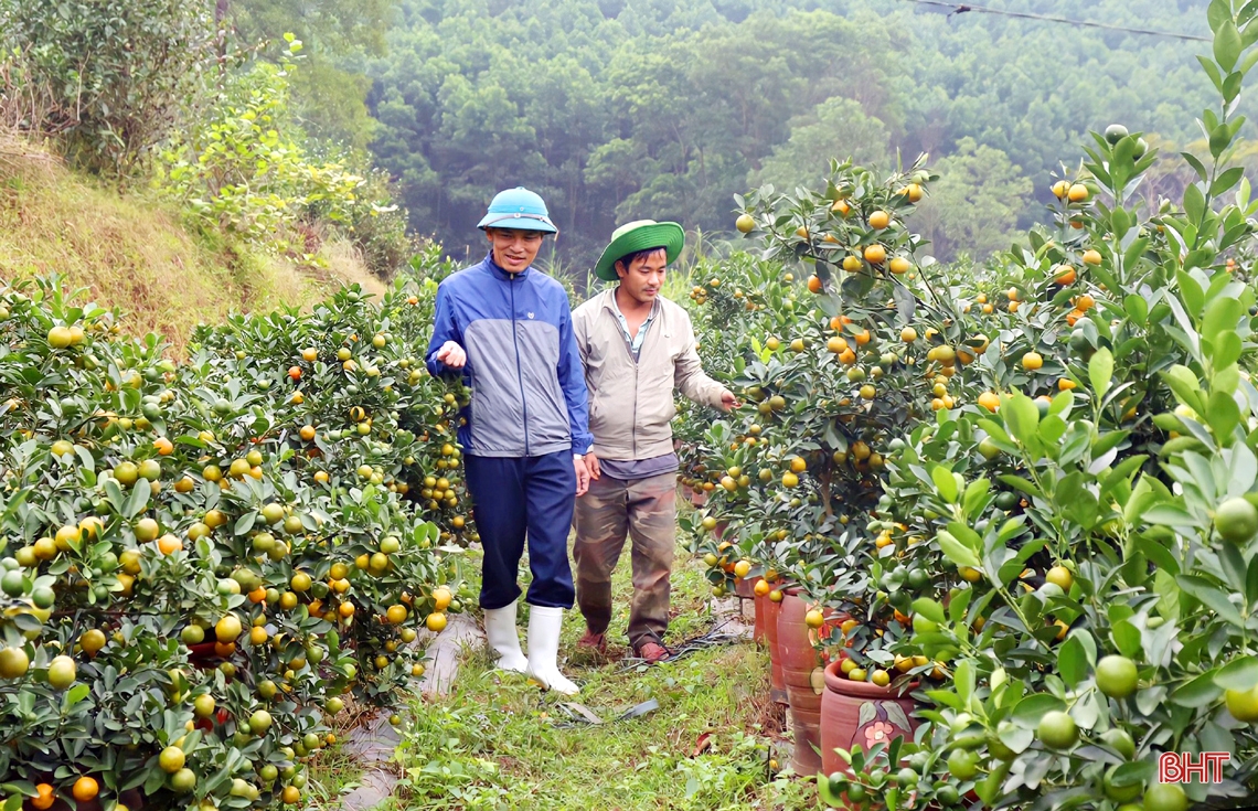 Vườn quất cảnh hơn 1.200 gốc ở huyện miền núi Hà Tĩnh chờ ngày “xuống phố”