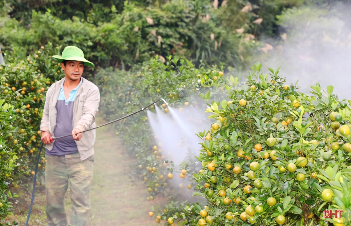 Vườn quất cảnh hơn 1.200 gốc ở huyện miền núi Hà Tĩnh chờ ngày “xuống phố”