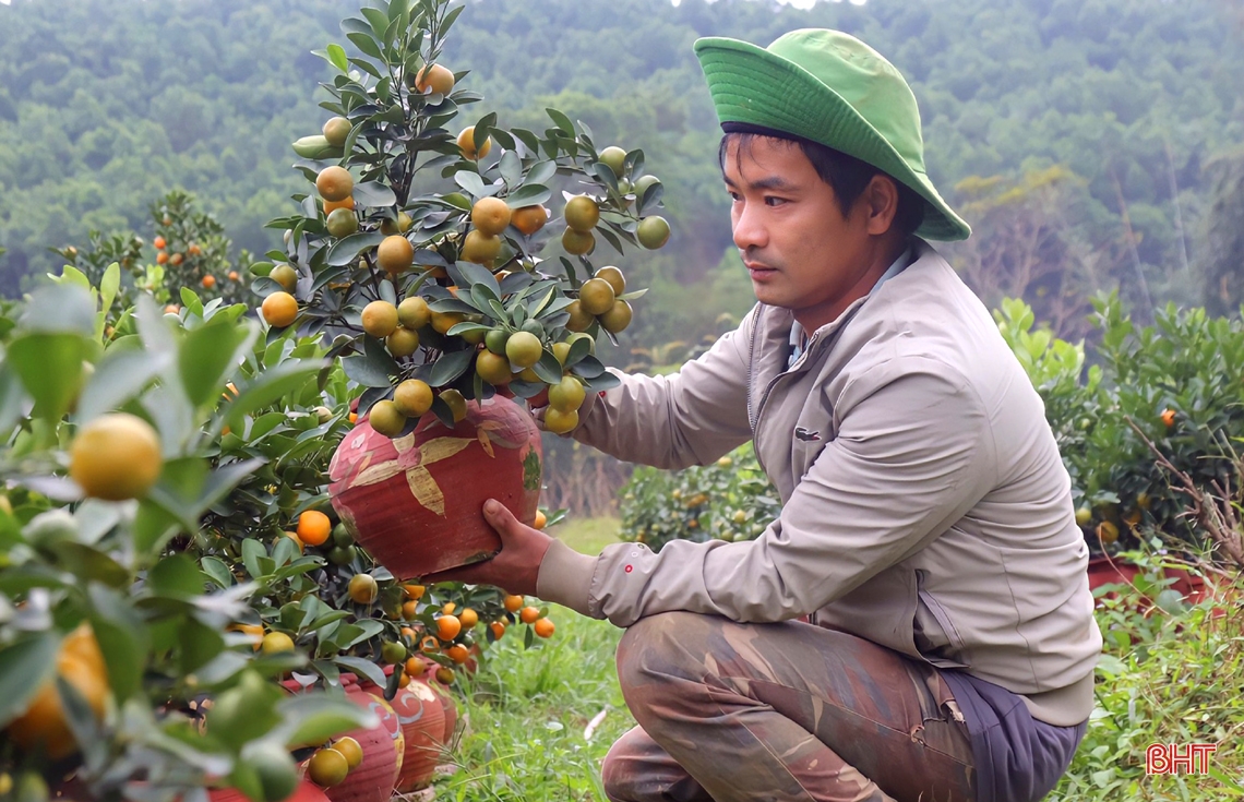 Vườn quất cảnh hơn 1.200 gốc ở huyện miền núi Hà Tĩnh chờ ngày “xuống phố”