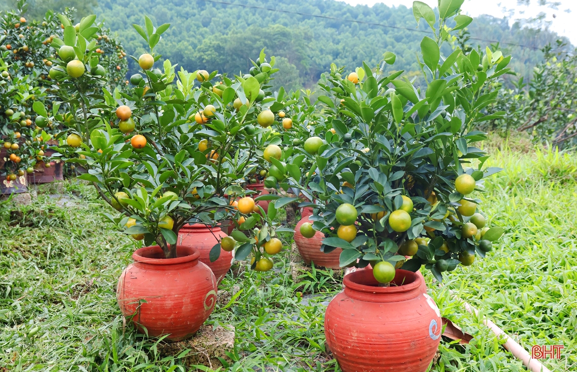 Vườn quất cảnh hơn 1.200 gốc ở huyện miền núi Hà Tĩnh chờ ngày “xuống phố”