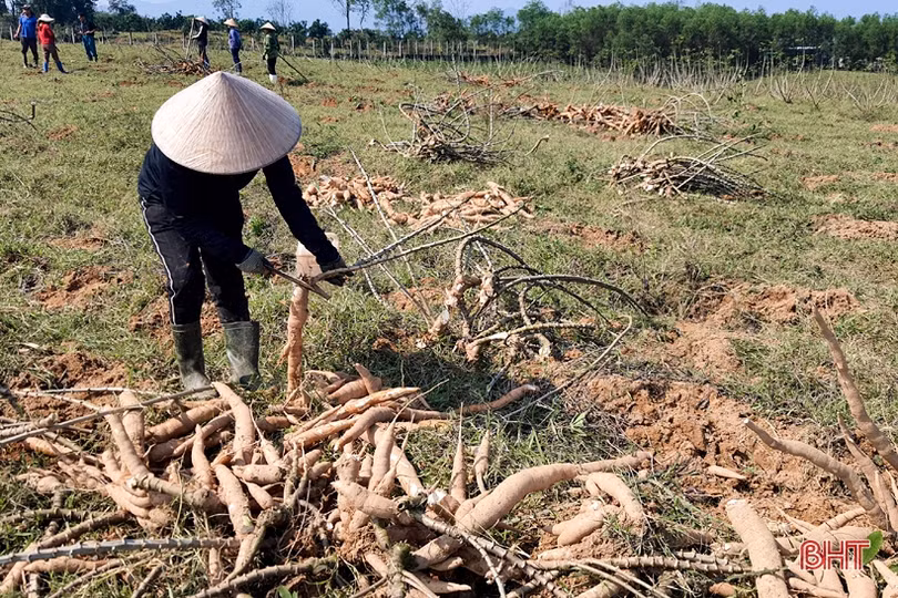 Sắn Kỳ Anh được mùa, được giá