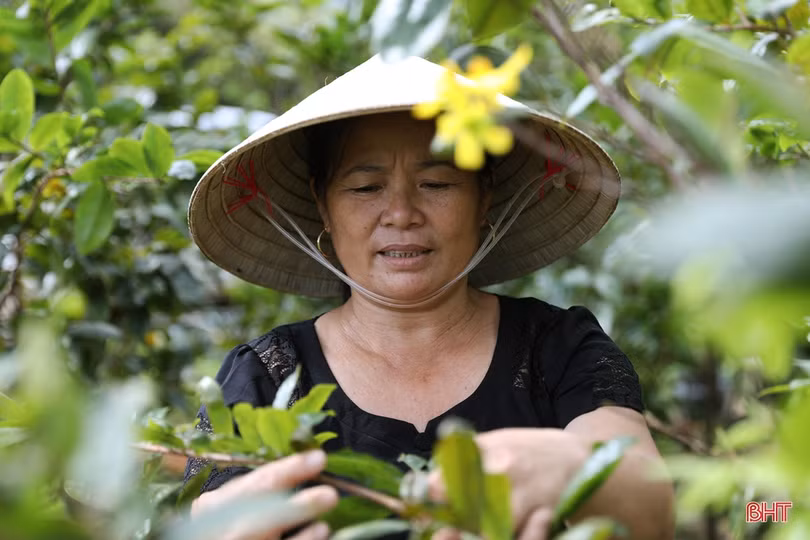 Thời tiết bất thuận, người trồng mai Hà Tĩnh lo “mất tết”