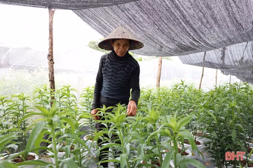 Người trồng hoa nhẹ nhõm khi đón không khí lạnh tràn về