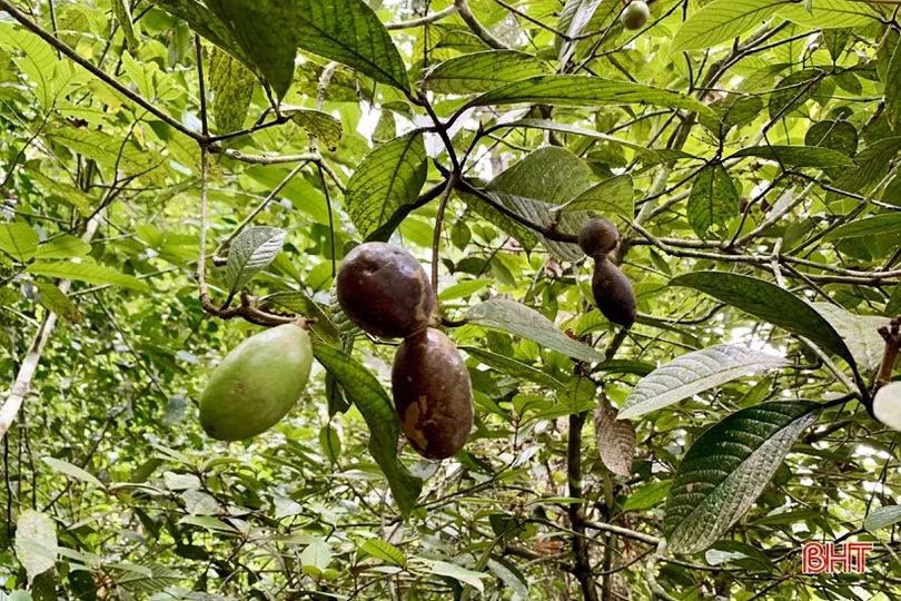 Công bố với thế giới 4 loài động, thực vật mới tại Vườn Quốc gia Vũ Quang