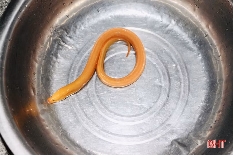 Thả trúm, người đàn ông ở Hà Tĩnh bắt được lươn vàng