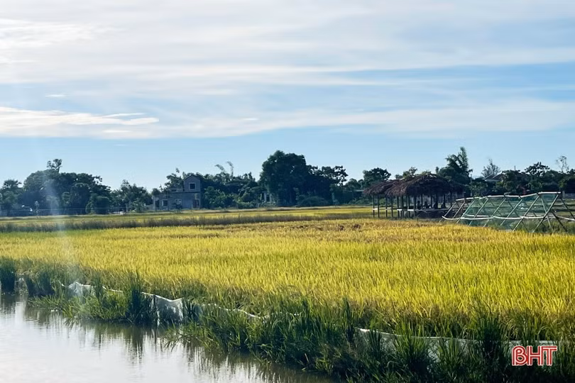 Người thành phố “mê” làm nông nghiệp hữu cơ