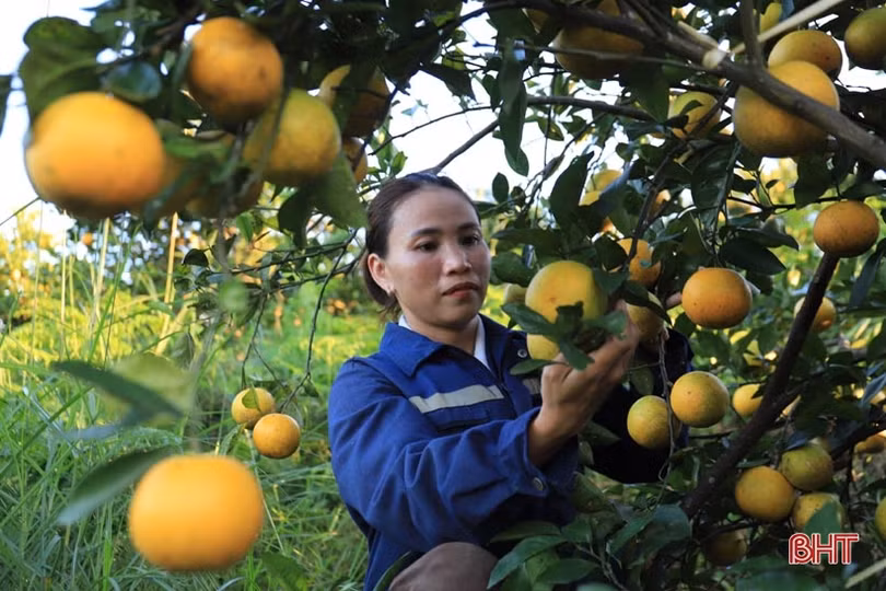 Vườn cam chanh kiểu mẫu của chủ tịch hội nông dân xã ở Hà Tĩnh