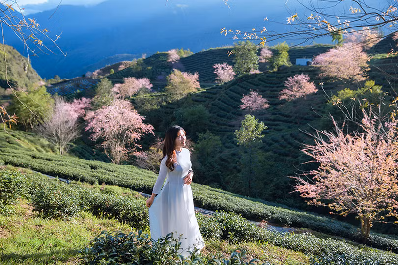 Đầu đông, lên Sa Pa ngắm mai anh đào hồng rực rỡ
