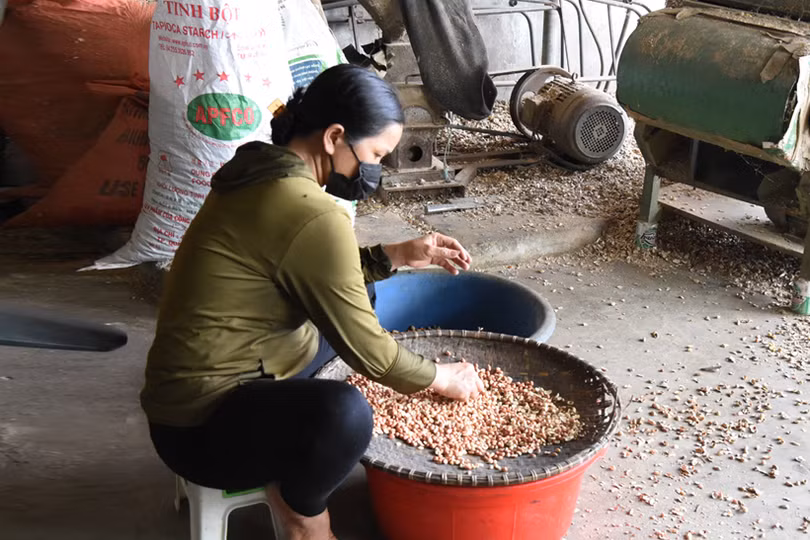 Vựa lạc xuân Lộc Hà phấn đấu gieo trỉa 1.003 ha 