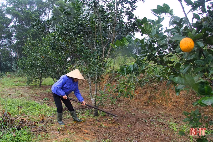 Nông dân Hương Sơn chăm sóc cam sau kỳ thu hoạch tết
