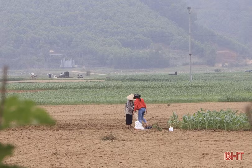 Ngày đầu năm, người dân Vũ Quang xuống đồng sản xuất vụ xuân