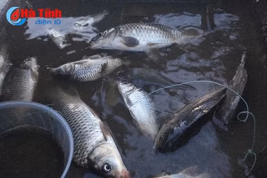 video vua ca song en ke chuyen nghe
