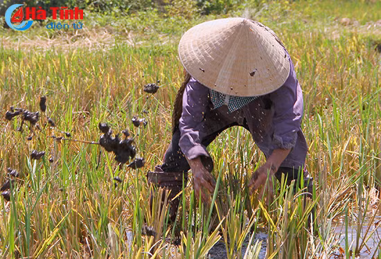 photo nang nong gay gat cong nong ha tinh van miet mai lao dong