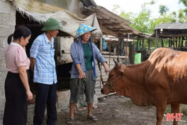 Khoanh vùng từ sớm, khống chế ổ dịch lở mồm long móng ở Thạch Hà