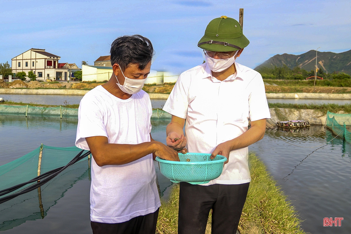 Nuôi ốc hương thương phẩm ở thị xã phía Nam Hà Tĩnh