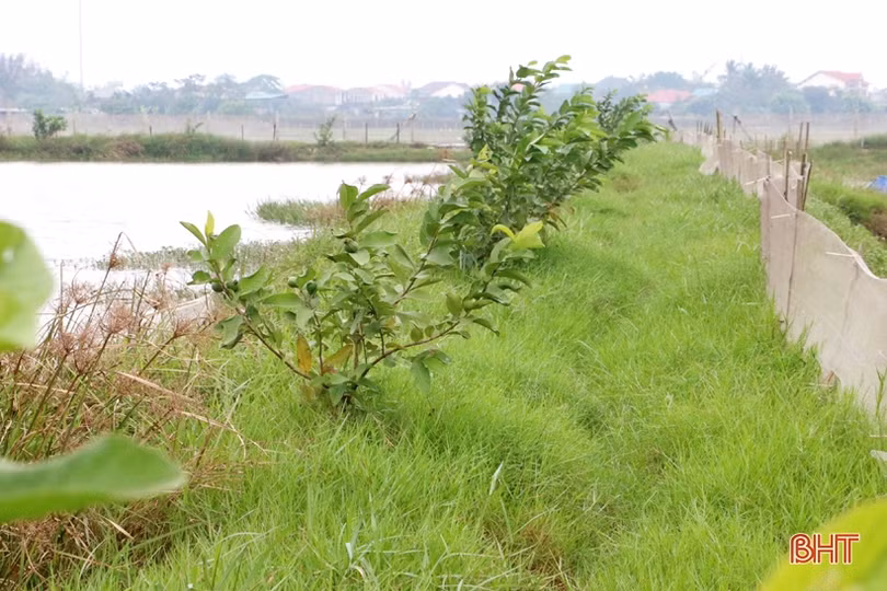Người trưởng thôn “nói được, làm được” ở xóm đạo ven đô Hà Tĩnh