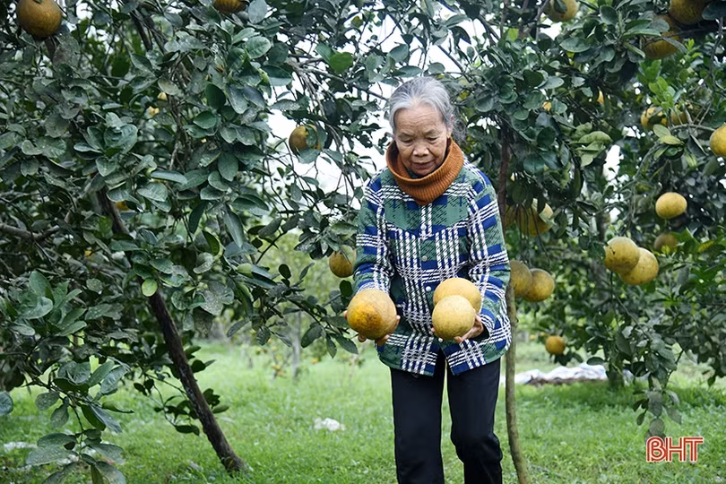 Bưởi Diễn ở Hà Tĩnh chín sớm, người trồng lo mất tết!