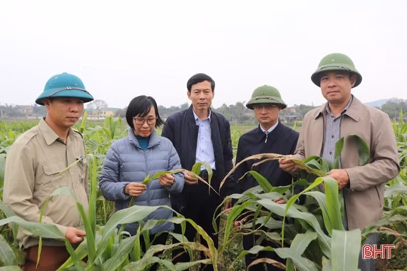 Bệnh đốm lá gây hại diện rộng trên ngô đông ở Hương Sơn