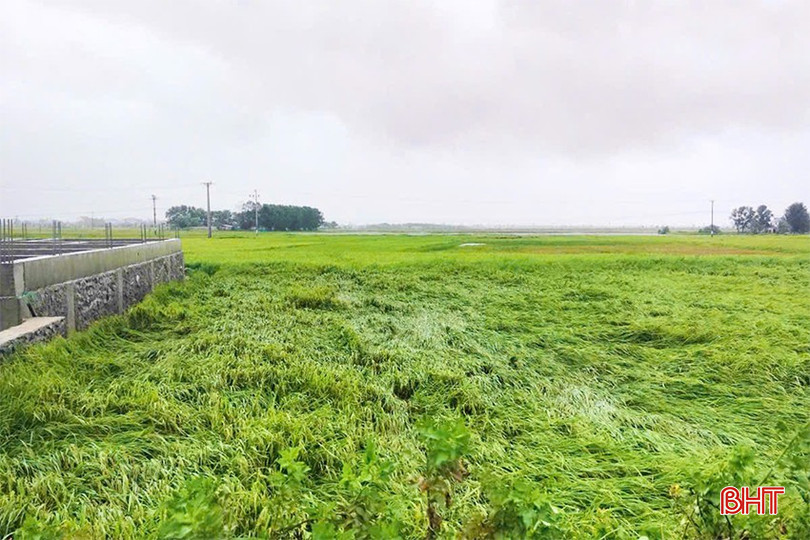 Việc lúa đổ rạp và ngập úng không chỉ làm giảm năng suất mà còn ảnh hưởng đến chất lượng hạt gạo, bởi theo bà con, hạt lúa bị ngâm trong nước lâu ngày dễ nảy mầm hoặc bị nấm mốc, hư hỏng, không thể thu hoạch. Điều này không chỉ gây thiệt hại về kinh tế mà còn ảnh hưởng đến nguồn cung lương thực cho người dân.