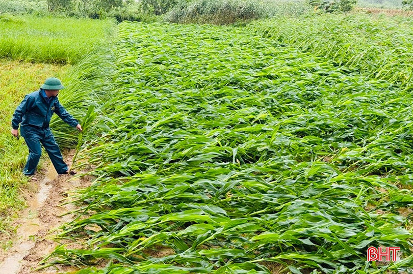 Nhiều diện tích hoa màu ở các địa phương miền núi Hà Tĩnh bị đổ rạp do ảnh hưởng của bão số 5.