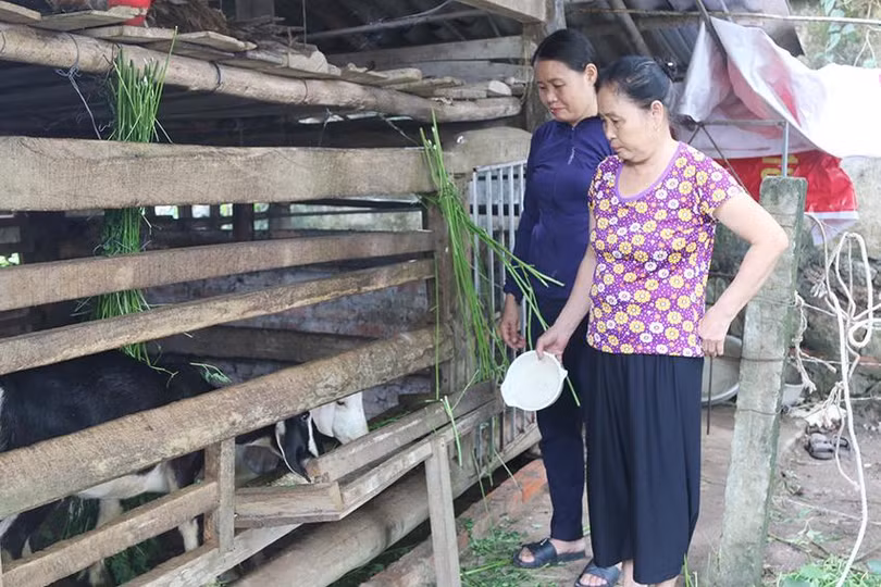 Bà Trương Như Hiền (SN 1960, trú tổ dân phố 4, thị trấn Vũ Quang) chăm sóc đàn dê của gia đình.