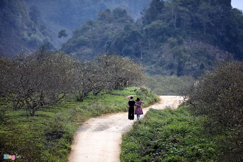 moc chau dep nhu tranh nhung ngay dau xuan
