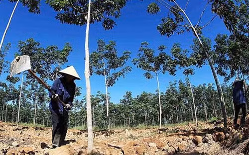 nhieu doanh nghiep viet bi lua o lao campuchia vi tin co du an