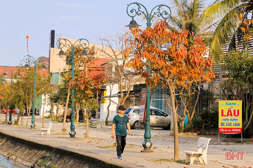 Ngỡ ngàng ngắm lộc vừng mùa thay lá ở Thành Sen