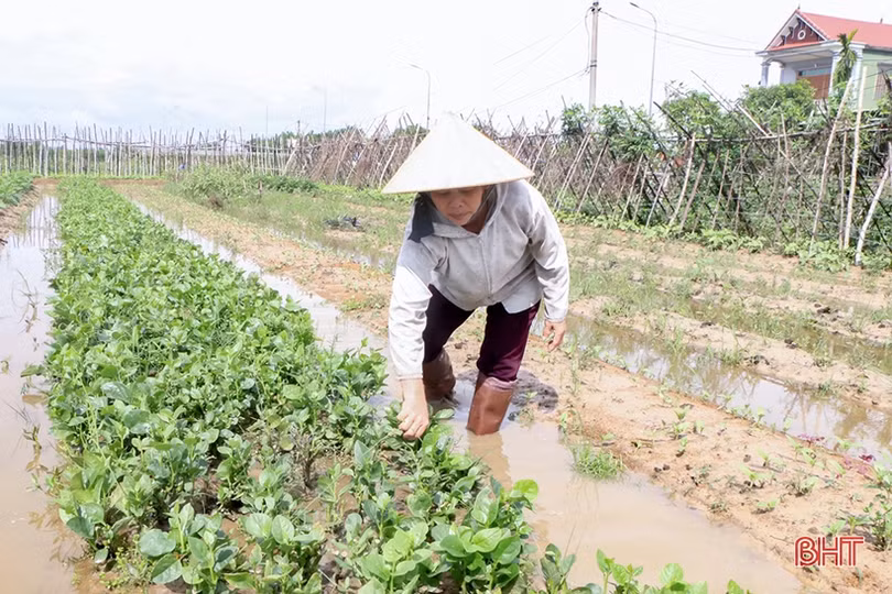 UBND tỉnh Hà Tĩnh phân bổ hơn 360 tấn giống rau màu phục vụ sản xuất