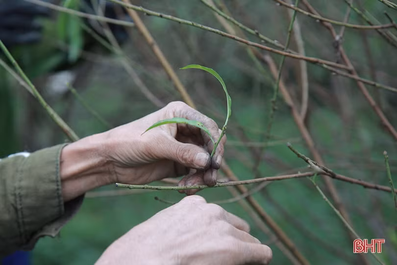 Làng đào ở Hà Tĩnh tất bật chuẩn bị phục vụ Tết Nguyên đán