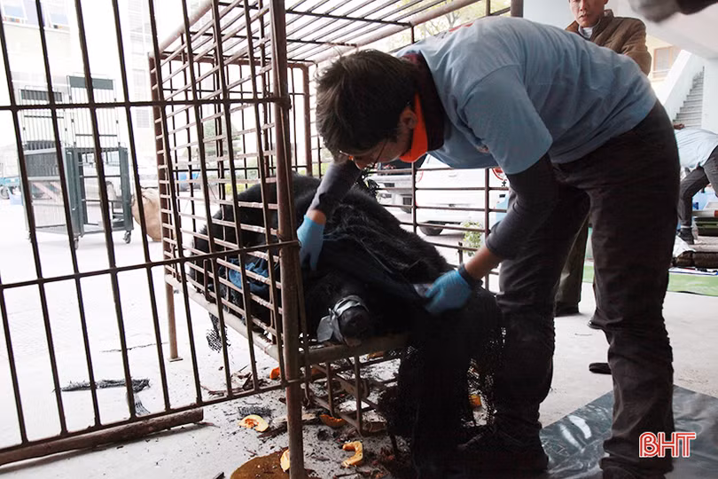 Nhận vận chuyển thuê gấu ngựa từ Hà Tĩnh ra Nghệ An “được” 12 tháng tù giam