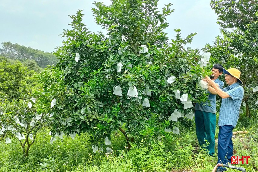 bqbht_br_ha-tinh-khac-phuc-tinh-trang-suy-thoai-cac-giong-cam-dac-san-670deaf028f5e.jpg