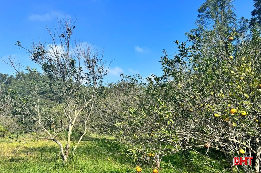 bqbht_br_ha-tinh-khac-phuc-tinh-trang-suy-thoai-cac-giong-cam-dac-san-670dea4b6c510.jpg