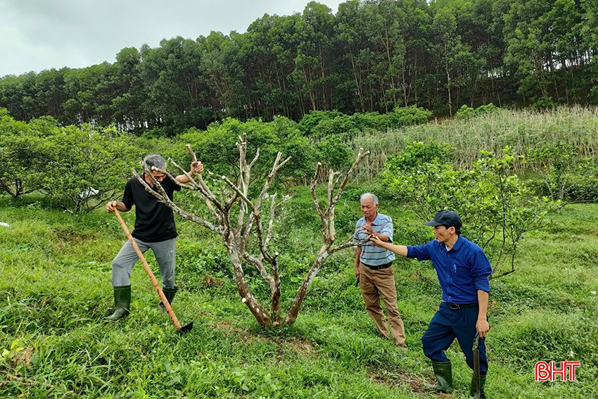 bqbht_br_ha-tinh-khac-phuc-tinh-trang-suy-thoai-cac-giong-cam-dac-san-670deaae7ffb7.jpg